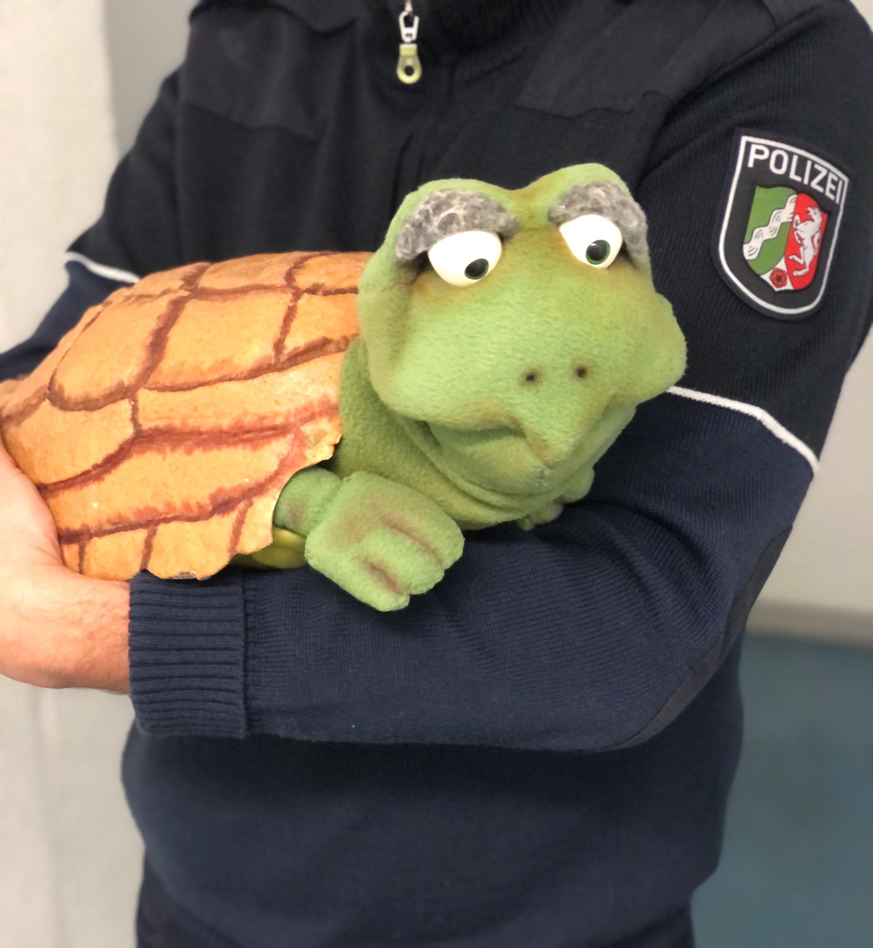 Schildkröte Wilma