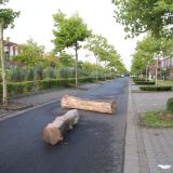 Baumstämme auf Straße 