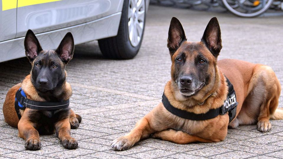 Polizeihunde