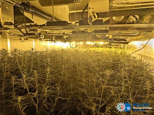 Cannabisplantage Willich (Foto: Polizei Viersen) 